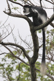 Guereza Black  white colobus - (Colobus guereza)