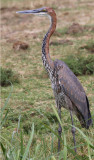 Goliath heron - (Ardea goliath)