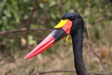 Saddle-billed stork - (Ephippiorhynchus senegalensis)