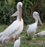 Great white pelican - (Pelecanus onocrotalus)