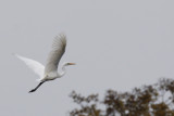 gretthger - Great White Egret (Egretta alba)