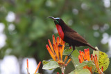 Scarlet-chested sunbird - (Chalcomitra senegalensis)