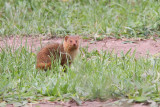 Common dwarf mongoose - (Helogale parvula)
