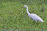 Intermediate egret - (Egretta intermedia)