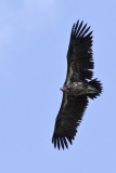 Lappet-faced vulture - (Torgos traceliotus)