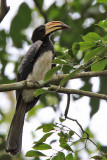 African pied hornbill - (Tockus fasciatus)