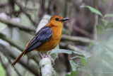 Red-capped robin-chat - (Cossypha natalensis)