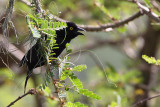 Veillot´s black weaver - (Ploceus nigerrimus)