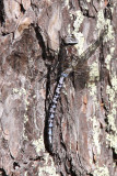 Fjällmosaikslända - Azure hawker (Aeshna caerulea)