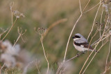 Svartpannad trnskata - Lesser Grey Shrike (Lanius minor)