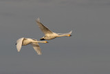 Sngsvan - Whooper Swan (Cygnus cygnus)