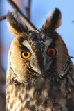 Hornuggla - Long-eared Owl (Asio otus)