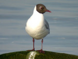Skrattmås - Black-headed Gull (Larus ridibundus)