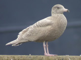 Vittrut - Glaucous Gull (Larus hyperboreus)