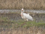 Skedstork - Spoonbill (Platalea leucorodia)