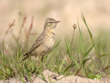 Fltpiplrka - Tawny Pipit (Anthus campestris)