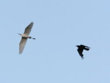 Silkeshger - Little Egret (Egretta garzetta )