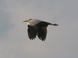 Gråhäger - Grey Heron (Ardea cinerea)