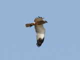 Brun krrhk - Western Marsh Harrier (Circus aeruginosus)