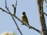 Häcksparv - Cirl Bunting (Emberiza cirlus)