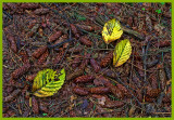 Leaves begin to fall!