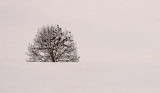 Minimalism<br>Snow Tree