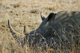 The Big 5!<br>Rhino