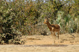 On Safari!