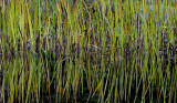 Autumn Pond Reeds