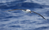 Atlantic yellow-nosed albatross