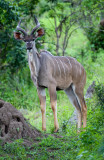 Kudu, Chobe