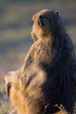 Baboon, Moremi