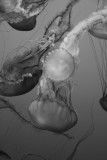 Monterey Aquarium_jellyfish.jpg