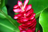 Ginger