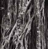 Banyan, Oahu, 1993