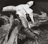 Taos Pueblo Detail (Cow Skull), 2001