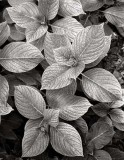 Leaves, Carmel Mission, California, 1999