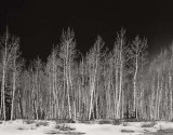 Aspen Grove in Winter, Colorado, 2001