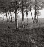 Aspen Grove, Shelf Road, Colorado, 2004