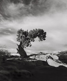 Dead Horse Point, Utah, 2002