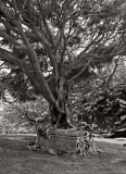 Kalaupapa Leper Colony, Molokai, 1994