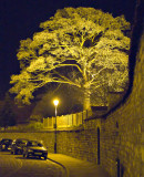 Lincoln_by_night_tree_8146_ed1.jpg