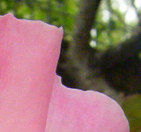 A_pink_rose_large_top_right_3x.jpg