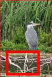 Heron_test1_100.JPG