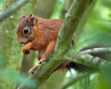 Red_Squirrel_DSC_27746_W700.jpg