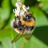 Bee_DSC_28490_S700.jpg