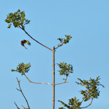 DSC_25847.jpg