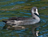 Coot_DSC_28784_W700.jpg