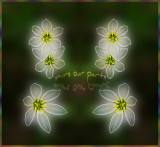 White Flowers.jpg