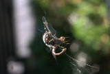 IMG_9418.jpg